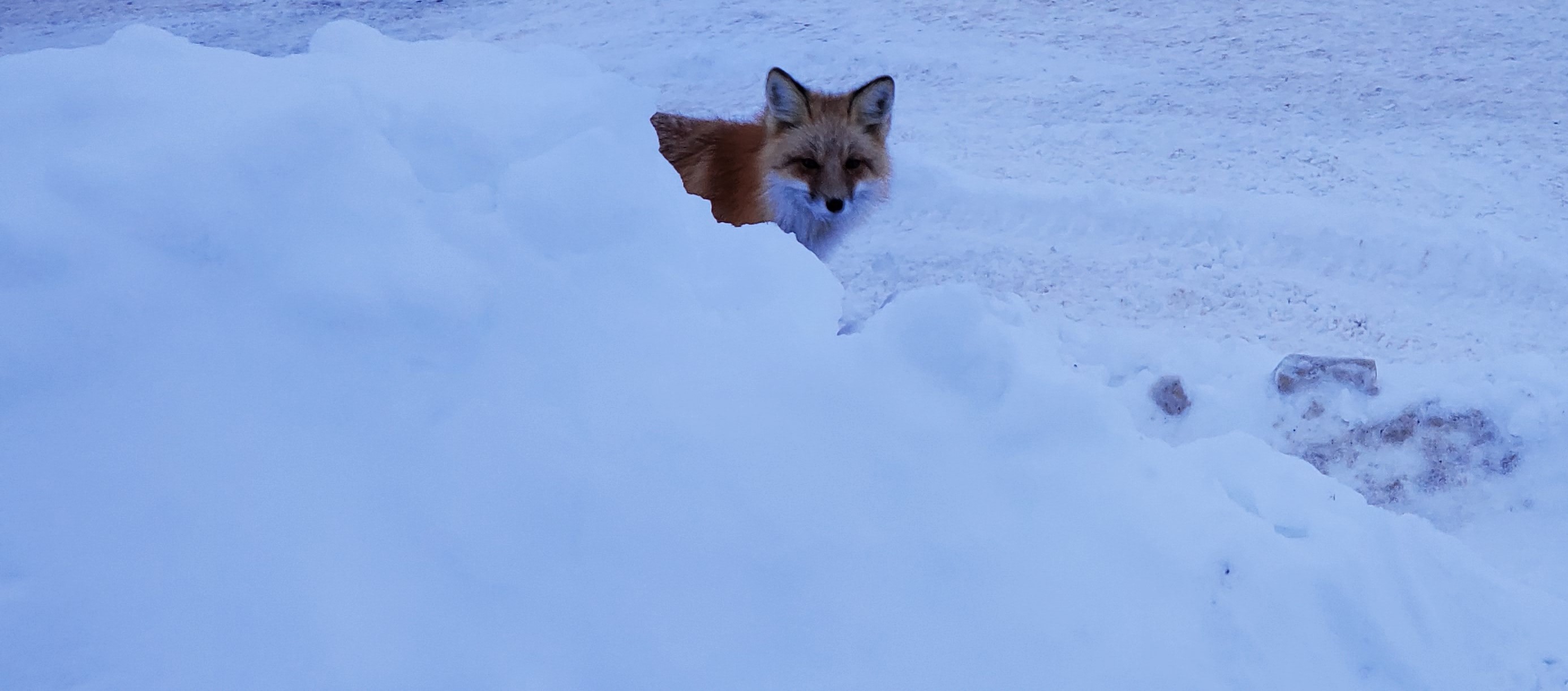 Fox sitting behind snowbank